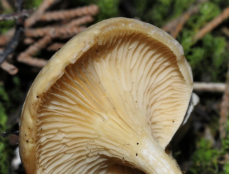 Clitocybe o Rhodocybe?